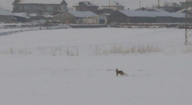 Kış Yaban Hayvanlarını Vurdu