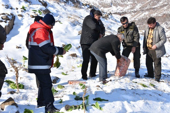 Kocasinan Belediyesi Doğaya 5 Ton Yem Bıraktı