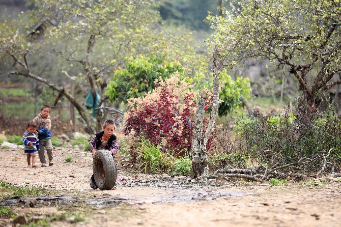 Vietnam’da Erikler Çiçek Açtı, Şeftaliler Meyveye Durdu