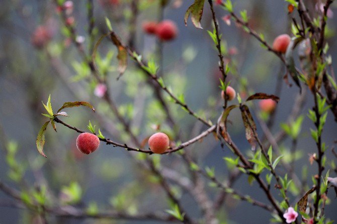 Vietnam’da Erikler Çiçek Açtı, Şeftaliler Meyveye Durdu