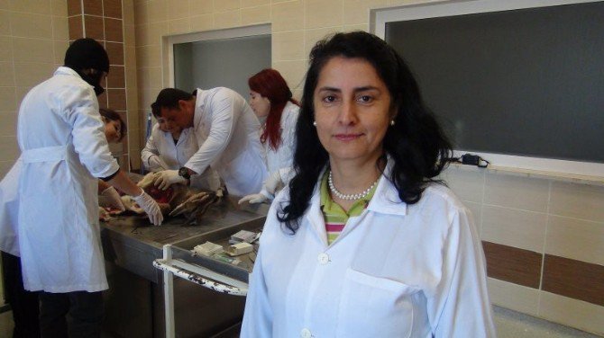 Antalya’da Dağ Keçileri Ölü Bulundu