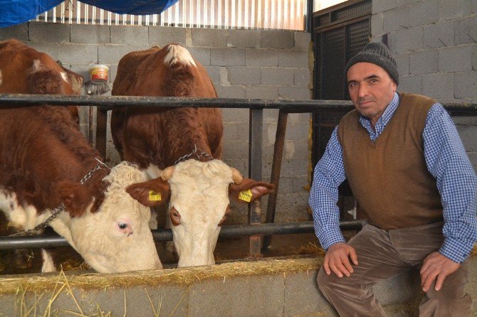 Kütahya’da 146 Aileye Süt Sığırcılığı Kredi Katkısı