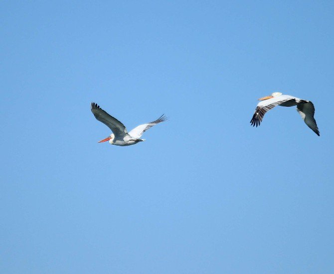 Tepeli Pelikanlar Koruma Altında