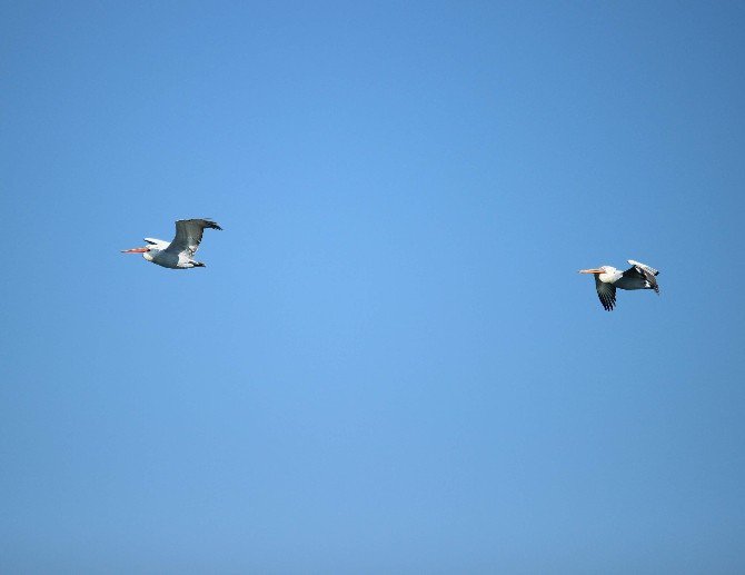 Tepeli Pelikanlar Koruma Altında