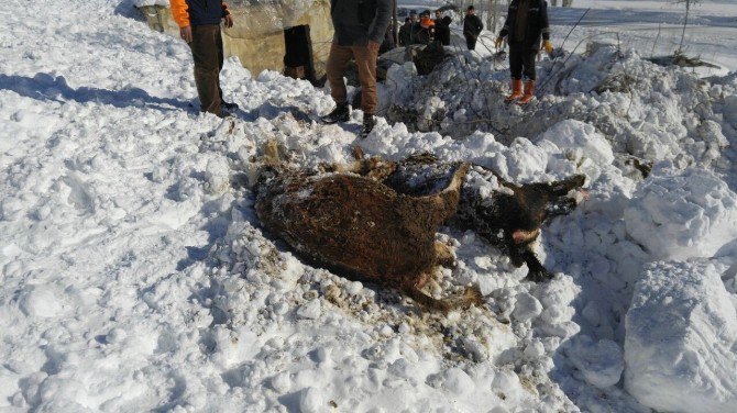 Ahırın Üzerine Çığ Düşmesi Sonucu 3 Hayvan Telef Oldu