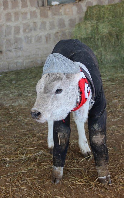 Hayvanları Çocukları Gibi Giydirdi