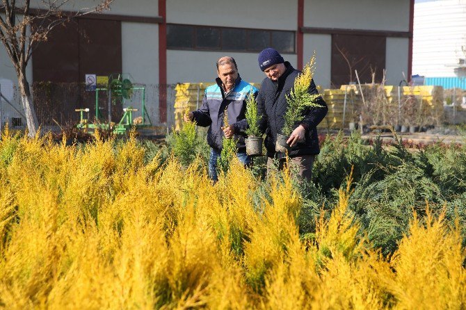 Yeşil Bir Gelecek İçin 13 Bin Fidan