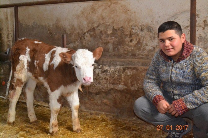 Kütahya’da 146 Aileye Süt Sığırcılığı Kredi Katkısı