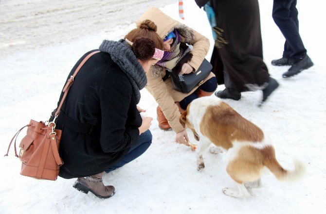 Sokak Köpeğinin Zor Anlarına İnsan Merhameti Yetişti