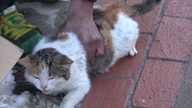 Sokak Ortasında Kediye Eziyet Amatör Kameralar Tarafından Kaydedildi