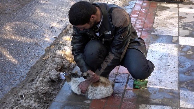 Sokak Ortasında Kediye Eziyet Amatör Kameralar Tarafından Kaydedildi