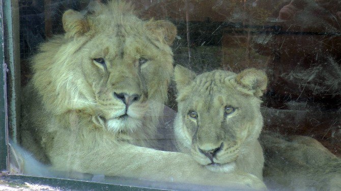Darıca’da Doğan Türkiye’nin İlk Üçüz Aslanları Antalya’ya Gönderildi