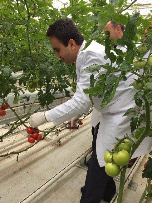 Kaymakam Dündar, Jeotermal Domates Seralarını Gezdi