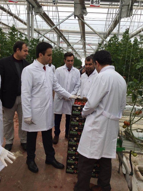 Kaymakam Dündar, Jeotermal Domates Seralarını Gezdi