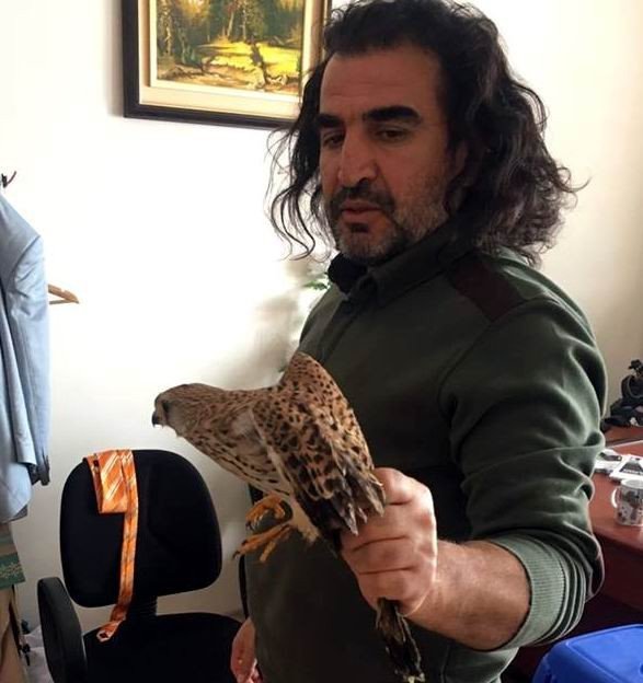 Yaralı Kerkenez Tedavi Altına Alındı