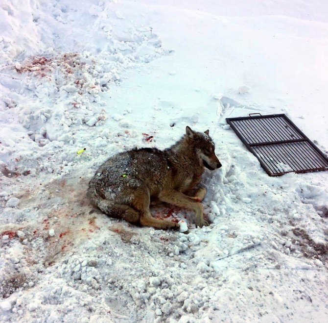 Yaralı Kurt, Tedavi Altına Alındı