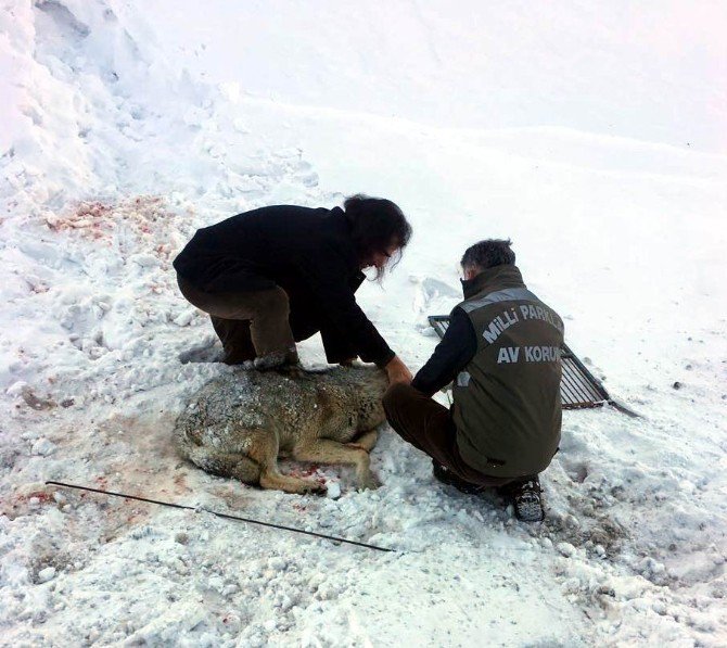 Yaralı Kurt, Tedavi Altına Alındı