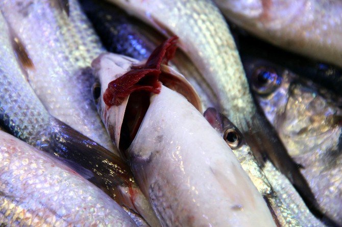 Kar Yağdı, Balık Azaldı