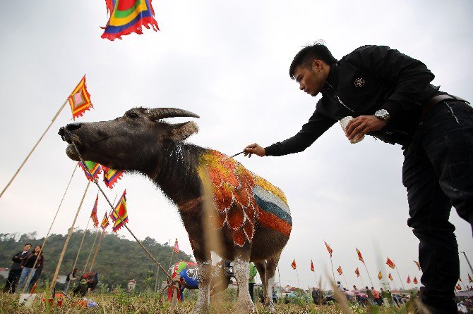 Vietnam’da Bufalolar Üzerinde Sanat