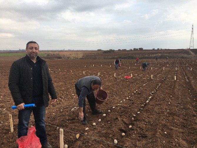 Yerli Patates Çeşitleri Farklı Bölgelerde Dikilerek Gözlemleniyor