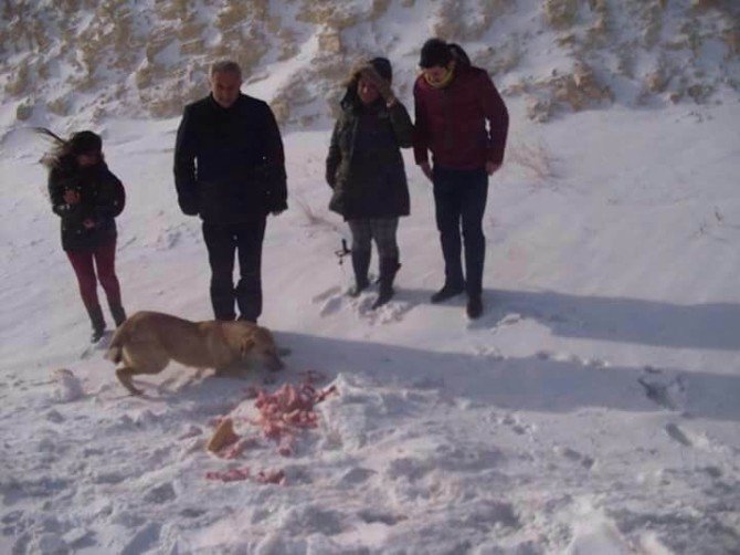 Gürün’de Yaban Hayvanları İçin Doğaya Yiyecek Bırakıldı