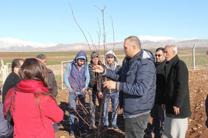 Adıyaman’da Meyve Ağaçlarında Budama Kursu Veriliyor