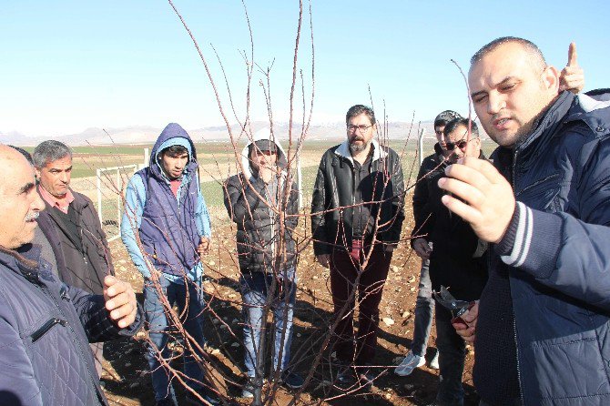 Adıyaman’da Meyve Ağaçlarında Budama Kursu Veriliyor