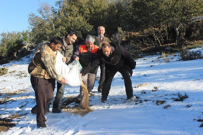 Yaban Hayvanları İçin Doğaya Yem Bıraktılar