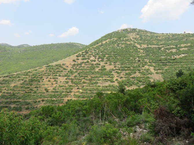 Orman Bakanlığı 2016 Yılında Karabük’te 2.5 Milyon Adet Fidanı Toprakla Buluşturdu