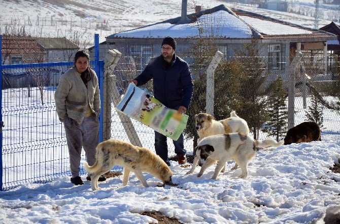 Hayvanlara Karşı ’Merhametli Olun’ Çağrısı