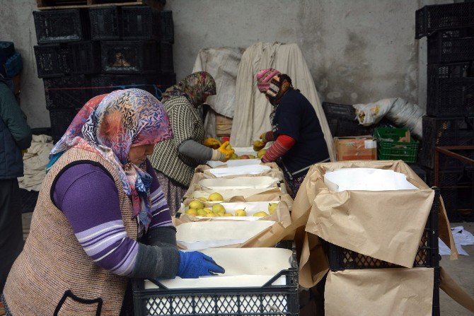 Ortadoğu’ya Elma İhracatı Başladı