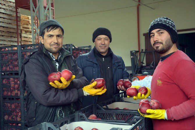 Ortadoğu’ya Elma İhracatı Başladı