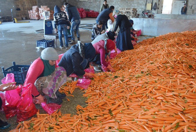 Havuçta Buruk Hasat