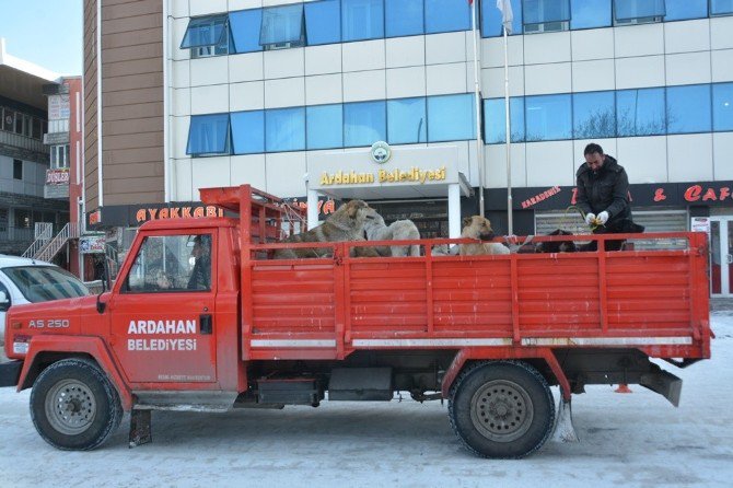 Ardahan’da Sokak Köpekleri Toplanıyor