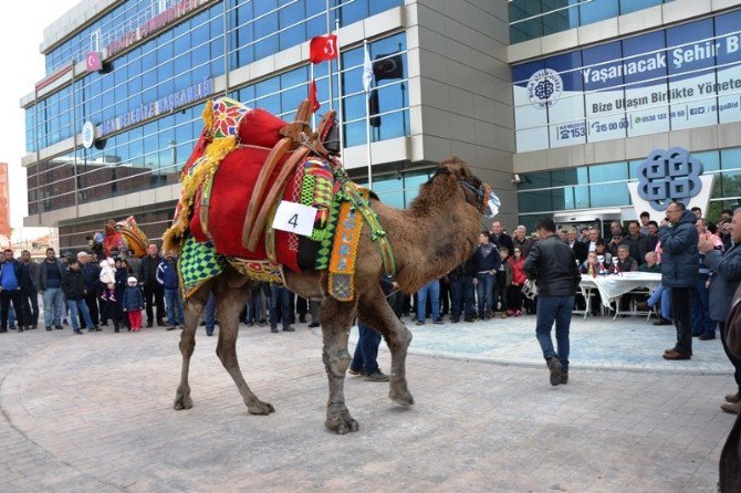 Biga’da Deve Güzeli Yarışması