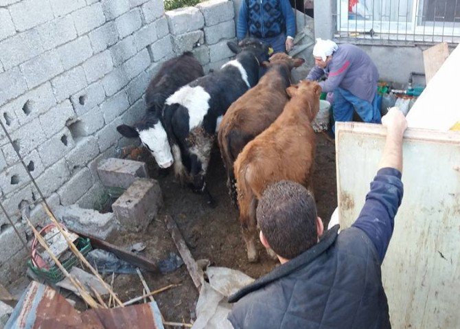 Çöken Ahırdaki 6 Hayvan Kurtarıldı