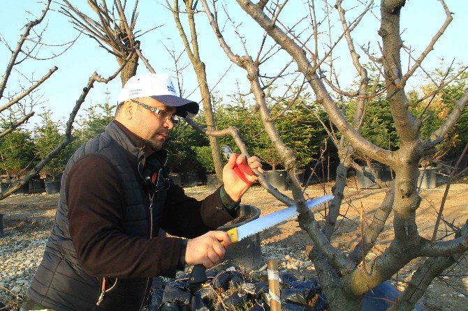 Büyükşehir’den Doğru Budama Konusunda Bilgilendirdi