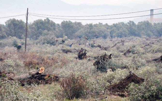 Milas’ta Zeytin Ağaçlarını Seyrelteceğiz Diyerek Telef Ettiler