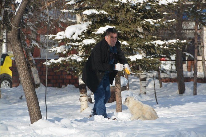 Ardahan’da Sokak Köpekleri Toplanıyor