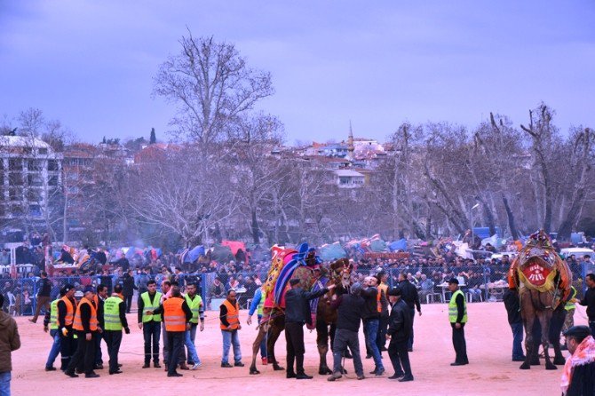 3’ncü Biga Deve Güreşleri