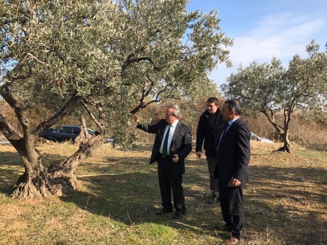 Zeytin Üreticileri Don Hakkında Bilgilendirildi