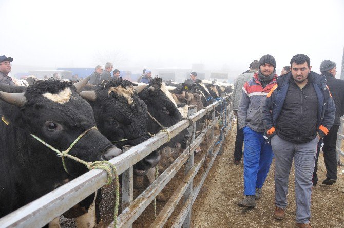 Trakya’nın Holstein Süt İneği Türkiye’nin Her Bölgesinden Talep Görüyor