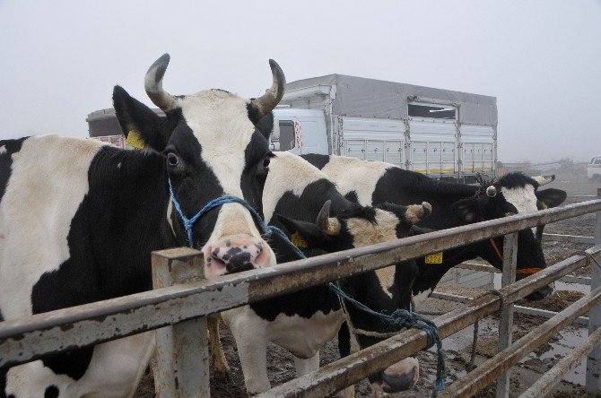 Trakya’nın Holstein Süt İneği Türkiye’nin Her Bölgesinden Talep Görüyor