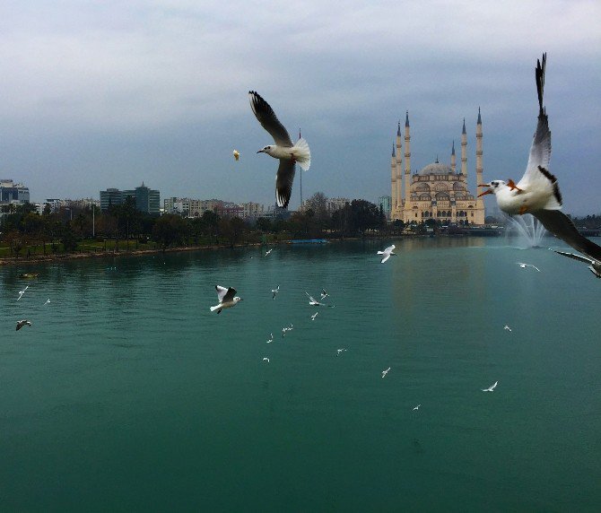 Adana’da Martıların Görsel Şöleni