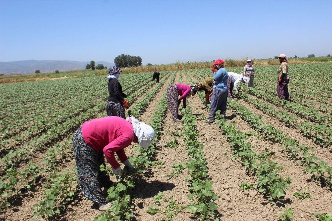 Aydın’da 75 Kadın Çiftçi İş Sahibi Olacak