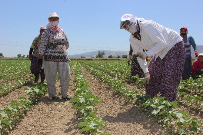 Aydın’da 75 Kadın Çiftçi İş Sahibi Olacak