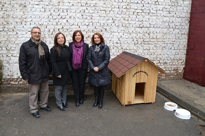 Sokak Hayvanları İçin Üç Mahalleye Beş Köpek Kulübesi