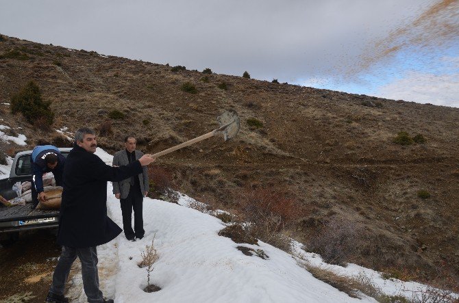 Günyüzü’nde Yaban Hayvanları İçin Araziye Yem Atıldı