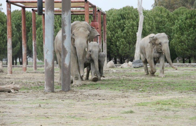 6 Yaşındaki Sevimli Fil ’İzmir’ 2 Buçuk Tona Ulaştı