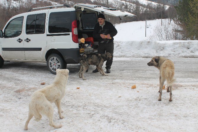 Köpeklerin Karnını Doyurmak İçin Her Gün 50 Kilometre Yol Gidiyor